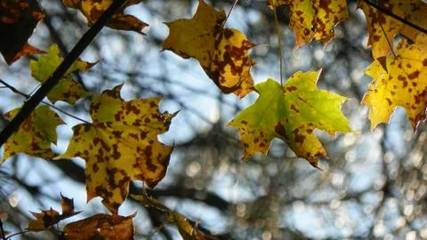 Speckled Fall Leaves Stock Photos