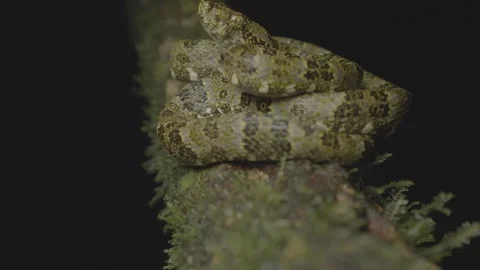 Speckled Forest Pit Viper (Bothrops taeniatus) at Night on Branch Stock Footage 345502581