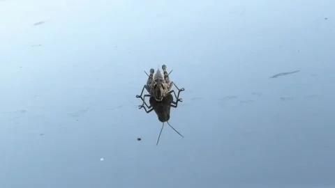 Speckled grasshopper reflected on shiny car hood, front view Stock Footage 303402486