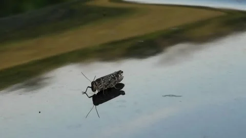 Speckled grasshopper reflected on shiny car hood, close up Stock Footage 303402489