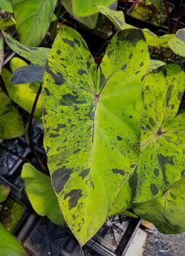 Speckled green and black pattern on Mojito Elephant Ear Plant Colocasia Stock Photos