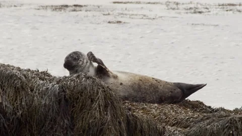 Speckled Grey Seal Basking on Seaweed Along the Icelandic Coast Stock Footage 327264724