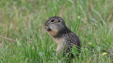 Speckled ground squirrel animal eats seeds close up Video stock 306372969