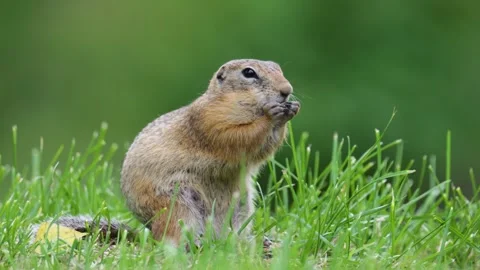 Speckled ground squirrel animal eats green grass Stock Footage 306395216