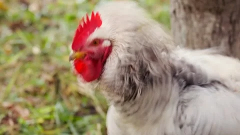 Speckled hen turning head close up shot in garden, domestic chicken with red Stock Footage 334027722