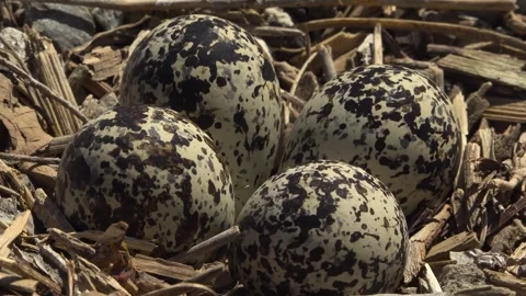 Speckled Killdeer Bird Eggs Nestled in Ground Dirt Nest Stock Footage 345008196