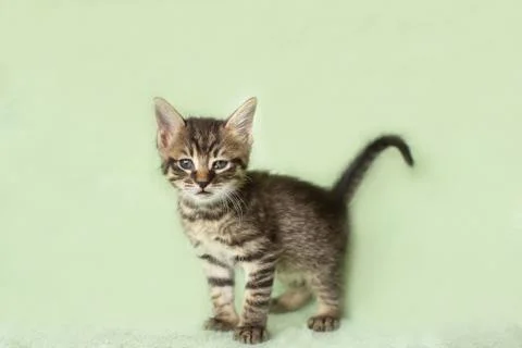 Speckled kitten. looking at the camera. age 2 months Stock Photos