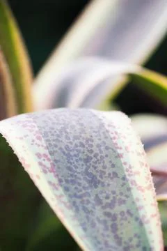 Speckled Leaf Macro Stock Photos