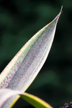Speckled Leaf Stock Photos