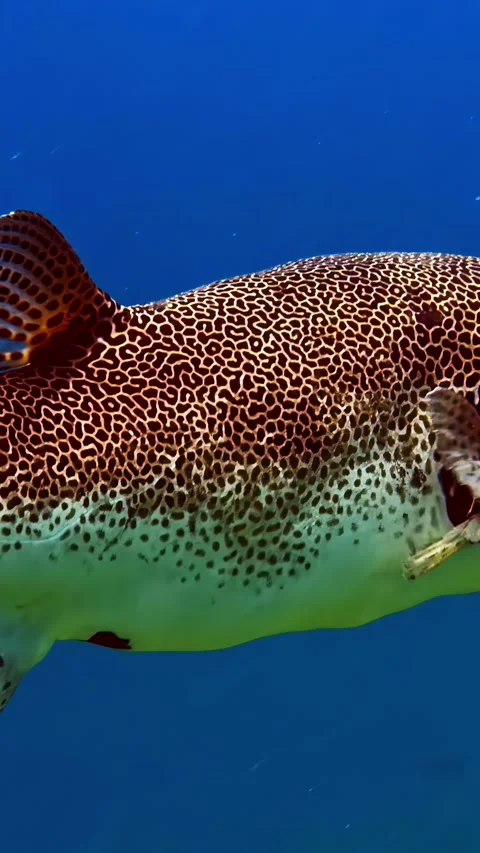 Speckled Leopard Shark Gliding Through Deep Blue Ocean Waters Stock Footage 336662595