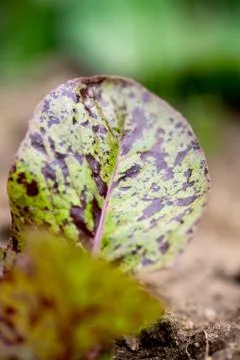 Speckled Lettuce Leaf Stock-Fotos