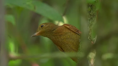 Speckled Mourner Bird Perched in Costa Rica Rainforest Stock Footage 346485876