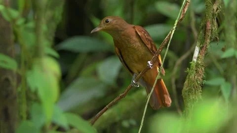Speckled Mourner Bird Perched in Costa Rica Rainforest Stock Footage 346486004