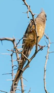 Speckled Mouse Bird Perched on Leafless Thorn Tree Branches Stock Photos