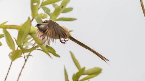Speckled Mousebird in flight Stock Photos