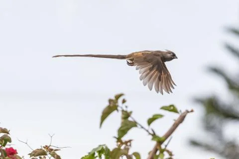 Speckled Mousebird in flight Foto stock
