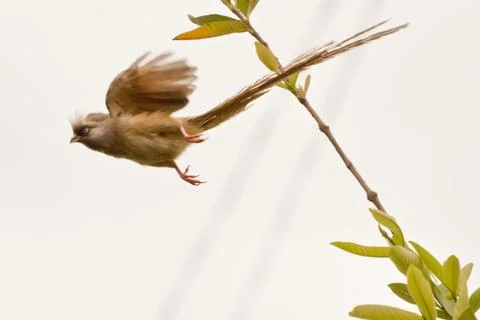 Speckled Mousebird in flight Fotos de archivo
