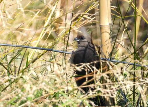 Speckled mousebird isolated Stock Photos