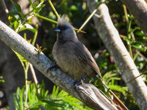Speckled mousebird isolated Stock Photos