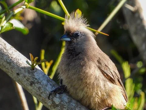 Speckled mousebird isolated Stock Photos