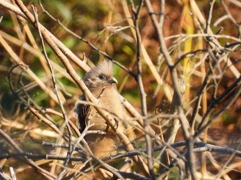 Speckled mousebird isolated Stock Photos