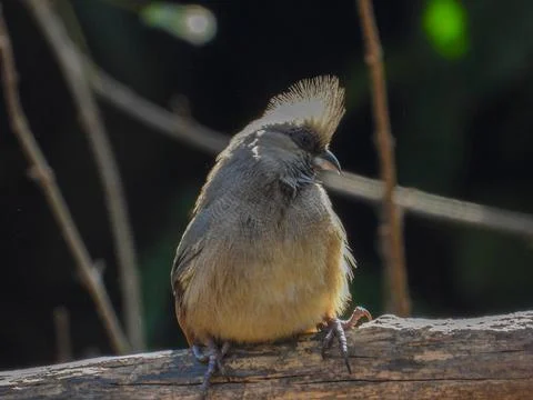 Speckled mousebird isolated Stock Photos