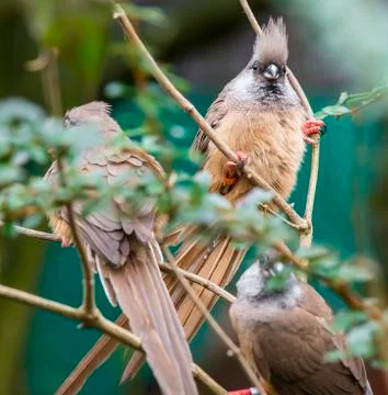 Speckled mousebird Stock Photos