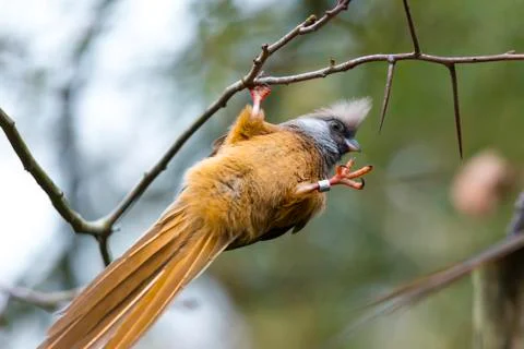 Speckled mousebird Stock Photos