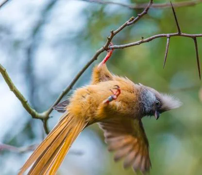 Speckled mousebird Stock Photos