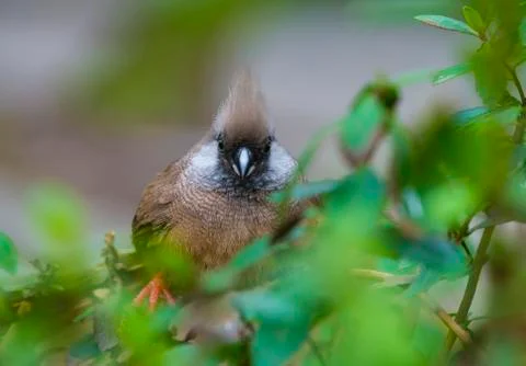 Speckled mousebird Stock Photos