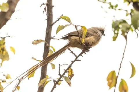Speckled Mousebird 写真素材