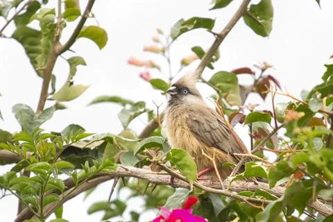 Speckled Mousebird Foto stock