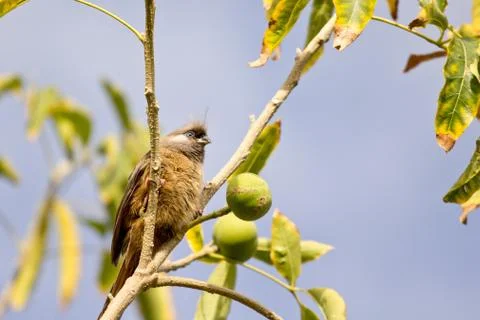 Speckled Mousebird Фото