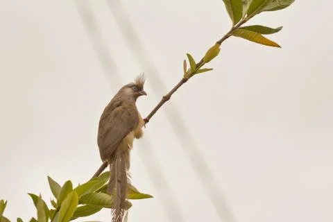 Speckled Mousebird 写真素材