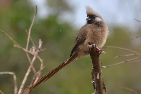 Speckled Mousebird Foto stock