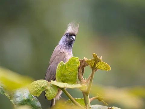 A Speckled Mousebird sitting on a tree Stock Photos