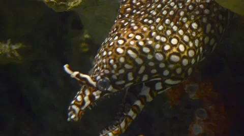 Speckled Ocean Eel Stock Footage 58549205