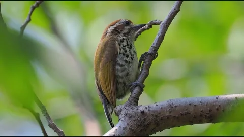 Speckled Piculet Bird Perched on Tree Branch Vídeo Stock 328688490