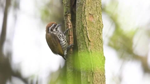 Speckled piculet bird perched on a tree trunk in its natural habitat Video stock 335248571