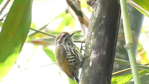 Speckled Piculet Tiny Woodpecker Clinging to Bamboo Stem Stock Footage 331691593