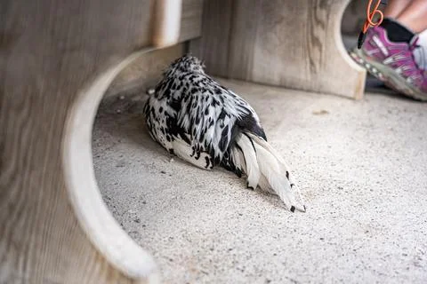 Speckled Pigeon Resting Under Table - Avian Stillness in Public Space Stock Photos