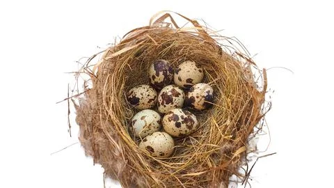 Speckled quail eggs inside a natural straw bird nest Stock Photos