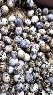 Speckled Quail Eggs in Rustic Nest Stock Photos