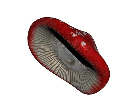 Speckled red mushroom hat of a toadstool Stock Illustration