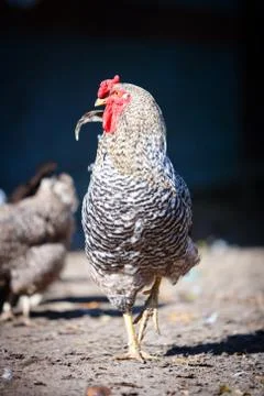 Speckled rooster Stock Photos