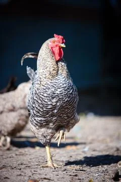 Speckled rooster 스톡 사진