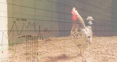 Speckled rooster standing on wood chips showing translucent chart overlay with Stock Footage 325706273