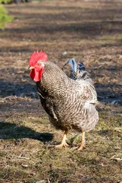 The speckled roster Stock Photos