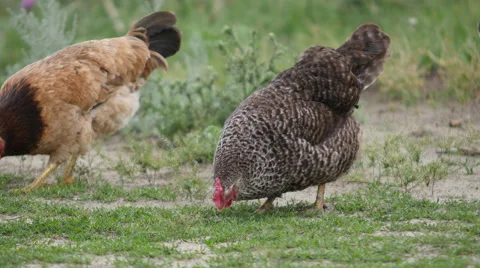 Speckled Rustic Chicken Pecking The Grass Stock Footage 60961932