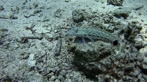 Speckled Sandperch Stock Footage 280062950